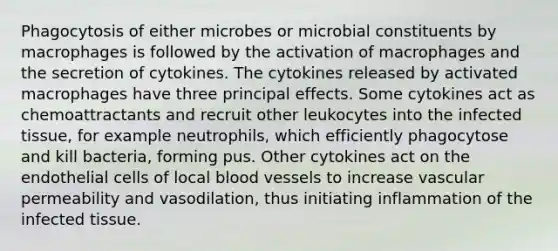 Phagocytosis of either microbes or microbial constituents by macrophages is followed by the activation of macrophages and the secretion of cytokines. The cytokines released by activated macrophages have three principal effects. Some cytokines act as chemoattractants and recruit other leukocytes into the infected tissue, for example neutrophils, which efficiently phagocytose and kill bacteria, forming pus. Other cytokines act on the endothelial cells of local blood vessels to increase vascular permeability and vasodilation, thus initiating inflammation of the infected tissue.