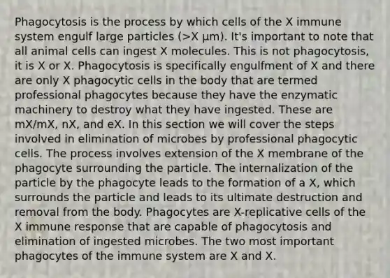 Phagocytosis is the process by which cells of the X immune system engulf large particles (>X μm). It's important to note that all animal cells can ingest X molecules. This is not phagocytosis, it is X or X. Phagocytosis is specifically engulfment of X and there are only X phagocytic cells in the body that are termed professional phagocytes because they have the enzymatic machinery to destroy what they have ingested. These are mX/mX, nX, and eX. In this section we will cover the steps involved in elimination of microbes by professional phagocytic cells. The process involves extension of the X membrane of the phagocyte surrounding the particle. The internalization of the particle by the phagocyte leads to the formation of a X, which surrounds the particle and leads to its ultimate destruction and removal from the body. Phagocytes are X-replicative cells of the X immune response that are capable of phagocytosis and elimination of ingested microbes. The two most important phagocytes of the immune system are X and X.