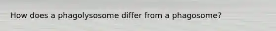 How does a phagolysosome differ from a phagosome?
