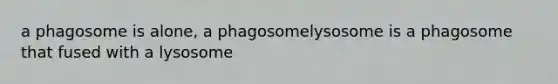 a phagosome is alone, a phagosomelysosome is a phagosome that fused with a lysosome