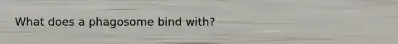 What does a phagosome bind with?