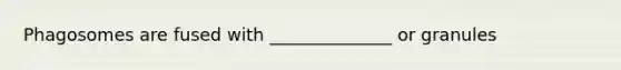 Phagosomes are fused with ______________ or granules