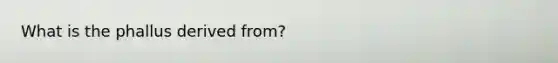 What is the phallus derived from?