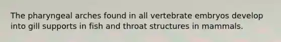 The pharyngeal arches found in all vertebrate embryos develop into gill supports in fish and throat structures in mammals.