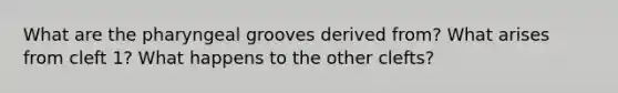 What are the pharyngeal grooves derived from? What arises from cleft 1? What happens to the other clefts?