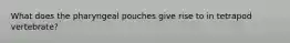 What does the pharyngeal pouches give rise to in tetrapod vertebrate?