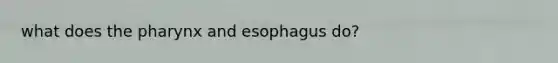 what does the pharynx and esophagus do?