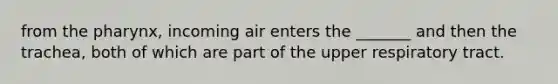 from the pharynx, incoming air enters the _______ and then the trachea, both of which are part of the upper respiratory tract.