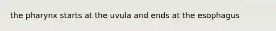 the pharynx starts at the uvula and ends at the esophagus