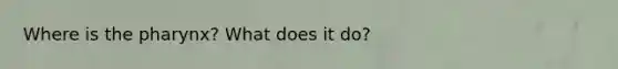 Where is the pharynx? What does it do?