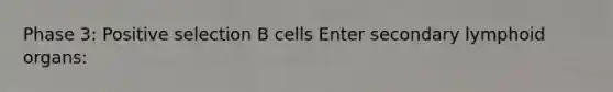 Phase 3: Positive selection B cells Enter secondary lymphoid organs: