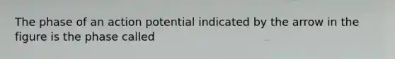 The phase of an action potential indicated by the arrow in the figure is the phase called