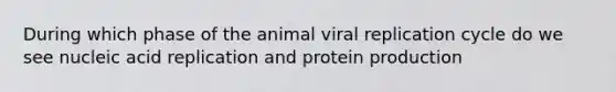 During which phase of the animal viral replication cycle do we see nucleic acid replication and protein production