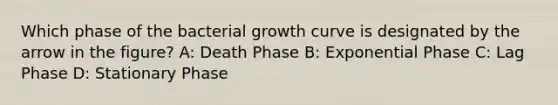 Which phase of the bacterial growth curve is designated by the arrow in the figure? A: Death Phase B: Exponential Phase C: Lag Phase D: Stationary Phase