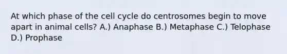 At which phase of the cell cycle do centrosomes begin to move apart in animal cells? A.) Anaphase B.) Metaphase C.) Telophase D.) Prophase