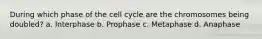 During which phase of the cell cycle are the chromosomes being doubled? a. Interphase b. Prophase c. Metaphase d. Anaphase