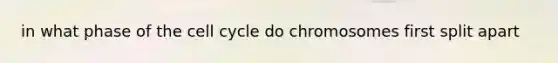 in what phase of the cell cycle do chromosomes first split apart