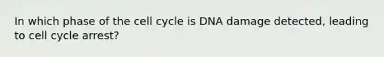 In which phase of the cell cycle is DNA damage detected, leading to cell cycle arrest?