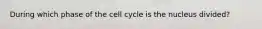 During which phase of the cell cycle is the nucleus divided?