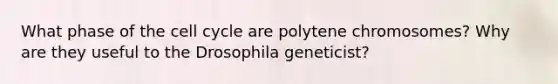 What phase of the cell cycle are polytene chromosomes? Why are they useful to the Drosophila geneticist?