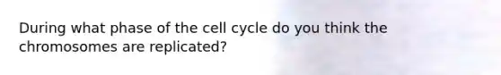 During what phase of the cell cycle do you think the chromosomes are replicated?