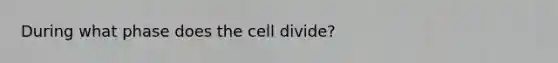 During what phase does the cell divide?