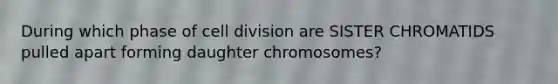 During which phase of cell division are SISTER CHROMATIDS pulled apart forming daughter chromosomes?