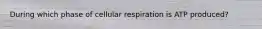 During which phase of cellular respiration is ATP produced?