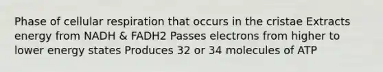 Phase of cellular respiration that occurs in the cristae Extracts energy from NADH & FADH2 Passes electrons from higher to lower energy states Produces 32 or 34 molecules of ATP