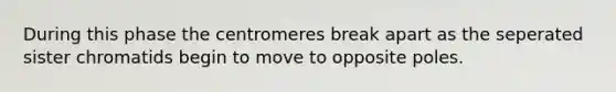 During this phase the centromeres break apart as the seperated sister chromatids begin to move to opposite poles.