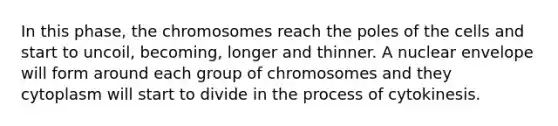 In this phase, the chromosomes reach the poles of the cells and start to uncoil, becoming, longer and thinner. A nuclear envelope will form around each group of chromosomes and they cytoplasm will start to divide in the process of cytokinesis.