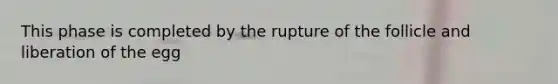 This phase is completed by the rupture of the follicle and liberation of the egg