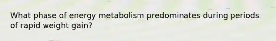 What phase of energy metabolism predominates during periods of rapid weight gain?