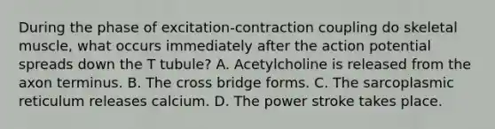 During the phase of excitation-contraction coupling do skeletal muscle, what occurs immediately after the action potential spreads down the T tubule? A. Acetylcholine is released from the axon terminus. B. The cross bridge forms. C. The sarcoplasmic reticulum releases calcium. D. The power stroke takes place.