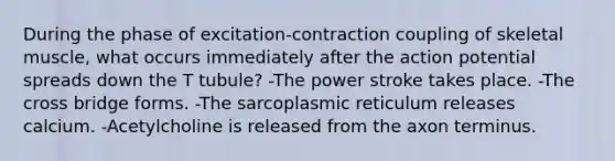 During the phase of excitation-contraction coupling of skeletal muscle, what occurs immediately after the action potential spreads down the T tubule? -The power stroke takes place. -The cross bridge forms. -The sarcoplasmic reticulum releases calcium. -Acetylcholine is released from the axon terminus.