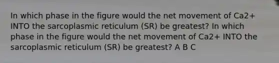 In which phase in the figure would the net movement of Ca2+ INTO the sarcoplasmic reticulum (SR) be greatest? In which phase in the figure would the net movement of Ca2+ INTO the sarcoplasmic reticulum (SR) be greatest? A B C