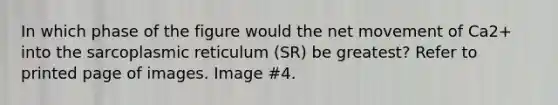 In which phase of the figure would the net movement of Ca2+ into the sarcoplasmic reticulum (SR) be greatest? Refer to printed page of images. Image #4.