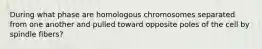 During what phase are homologous chromosomes separated from one another and pulled toward opposite poles of the cell by spindle fibers?