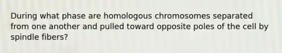 During what phase are homologous chromosomes separated from one another and pulled toward opposite poles of the cell by spindle fibers?