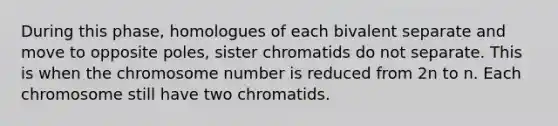 During this phase, homologues of each bivalent separate and move to opposite poles, sister chromatids do not separate. This is when the chromosome number is reduced from 2n to n. Each chromosome still have two chromatids.