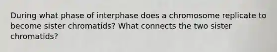 During what phase of interphase does a chromosome replicate to become sister chromatids? What connects the two sister chromatids?