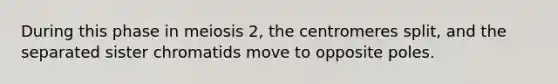 During this phase in meiosis 2, the centromeres split, and the separated sister chromatids move to opposite poles.