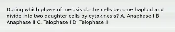 During which phase of meiosis do the cells become haploid and divide into two daughter cells by cytokinesis? A. Anaphase I B. Anaphase II C. Telophase I D. Telophase II