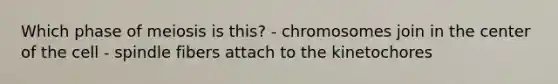 Which phase of meiosis is this? - chromosomes join in the center of the cell - spindle fibers attach to the kinetochores