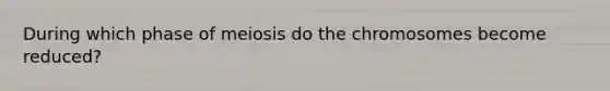 During which phase of meiosis do the chromosomes become reduced?