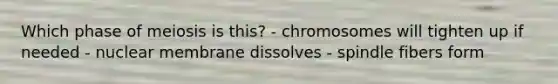 Which phase of meiosis is this? - chromosomes will tighten up if needed - nuclear membrane dissolves - spindle fibers form