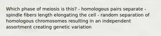 Which phase of meiosis is this? - homologous pairs separate - spindle fibers length elongating the cell - random separation of homologous chromosomes resulting in an independent assortment creating genetic variation