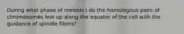 During what phase of meiosis I do the homologous pairs of chromosomes line up along the equator of the cell with the guidance of spindle fibers?