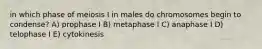 in which phase of meiosis I in males do chromosomes begin to condense? A) prophase I B) metaphase I C) anaphase I D) telophase I E) cytokinesis