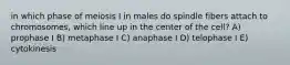 in which phase of meiosis I in males do spindle fibers attach to chromosomes, which line up in the center of the cell? A) prophase I B) metaphase I C) anaphase I D) telophase I E) cytokinesis